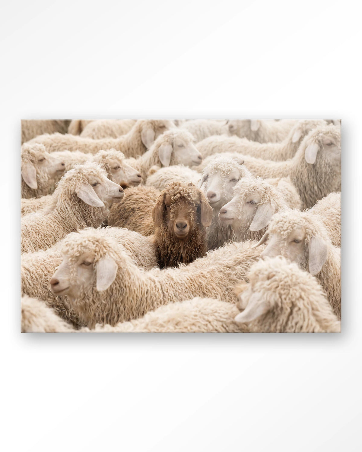 The Herd – schapen met één bruin schaap – Glas – Blinde montage