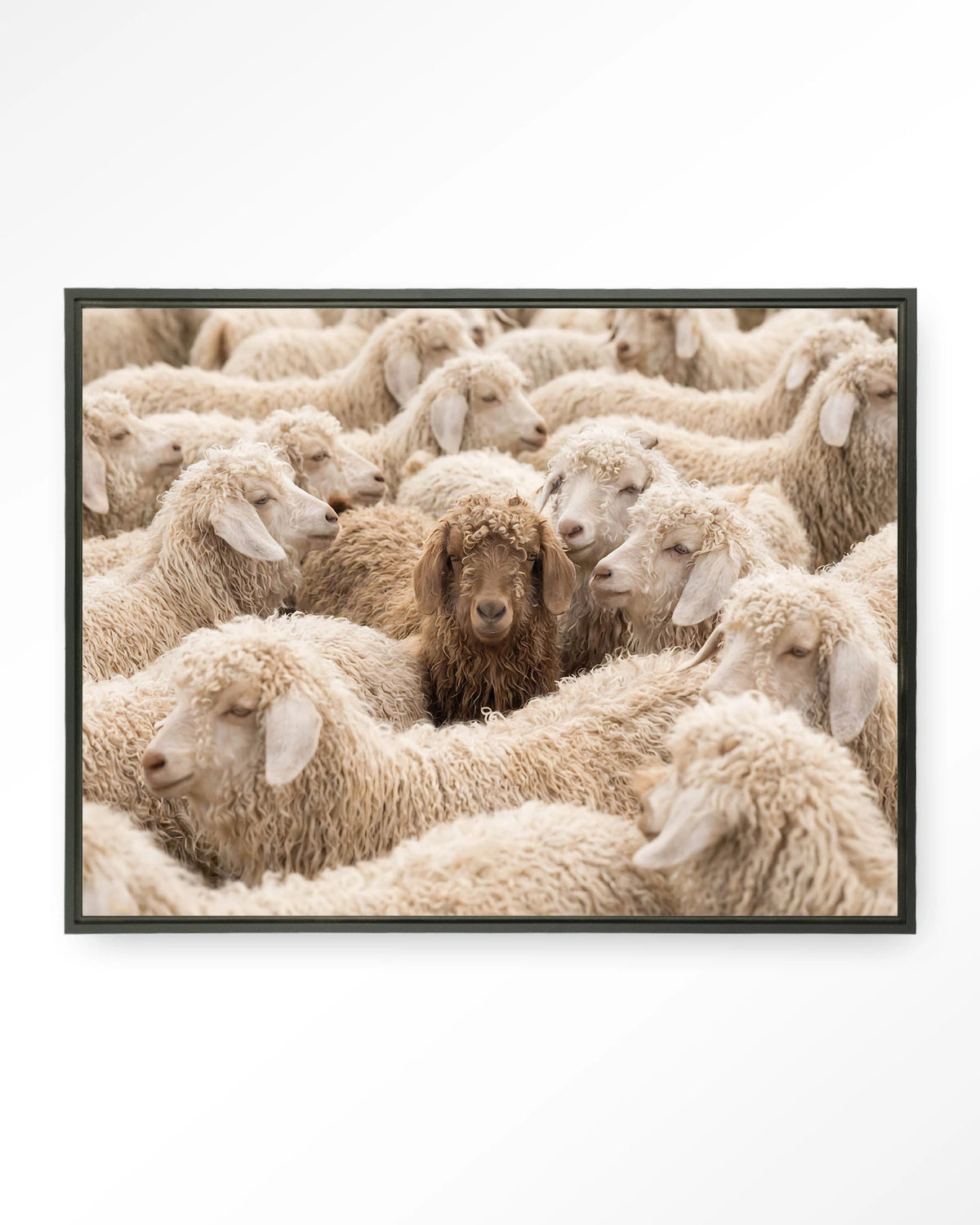 The Herd – schapen met één bruin schaap – Wandkleed – Floating frame – zwart