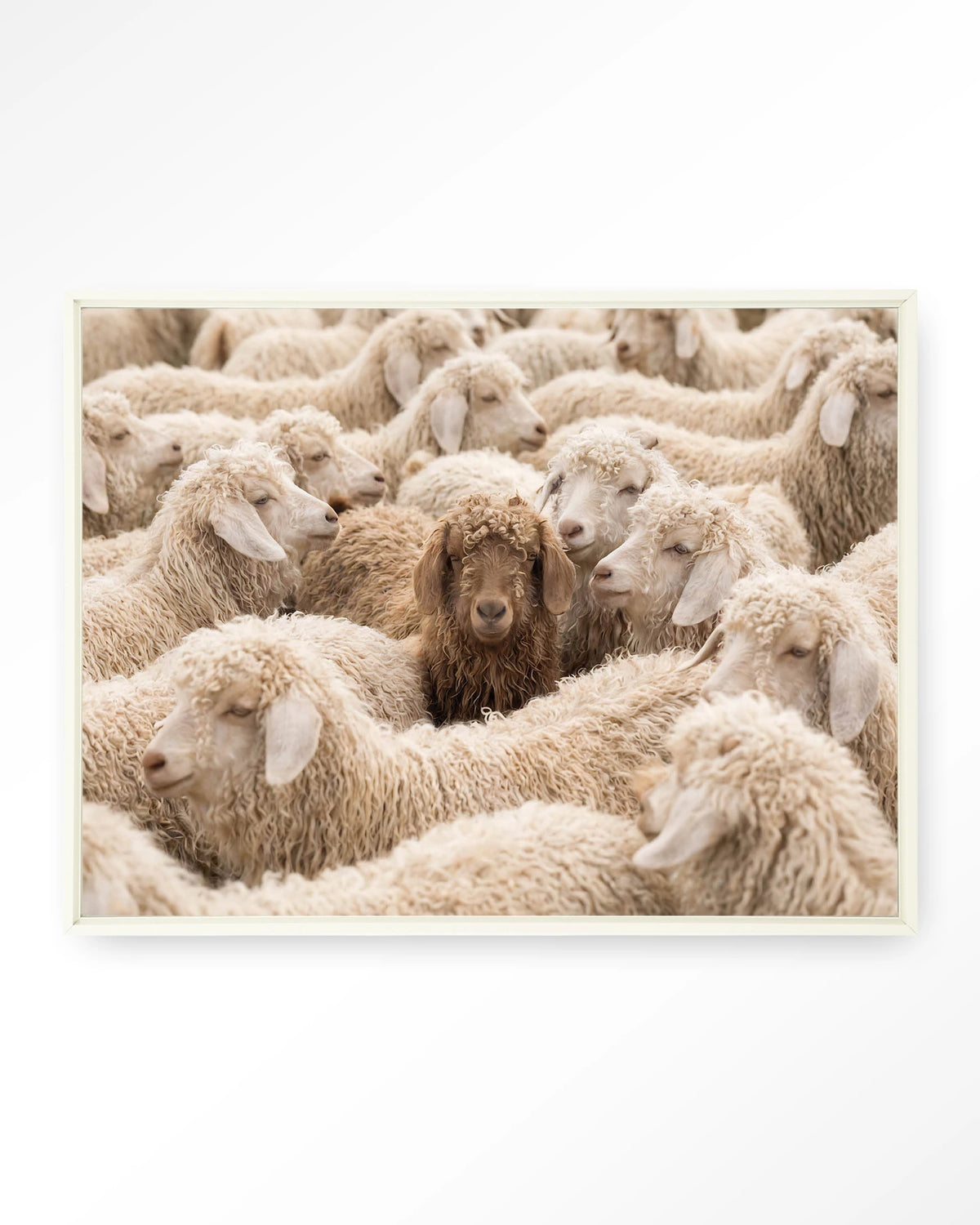 The Herd – schapen met één bruin schaap – Wandkleed – Floating frame – wit