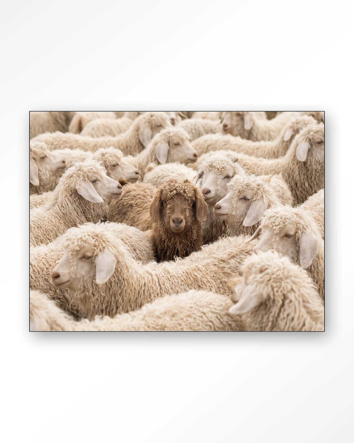 The Herd – schapen met één bruin schaap – Wandkleed – Frame – zwart