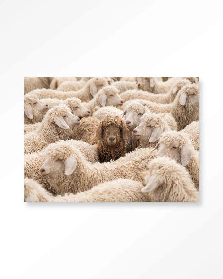 The Herd