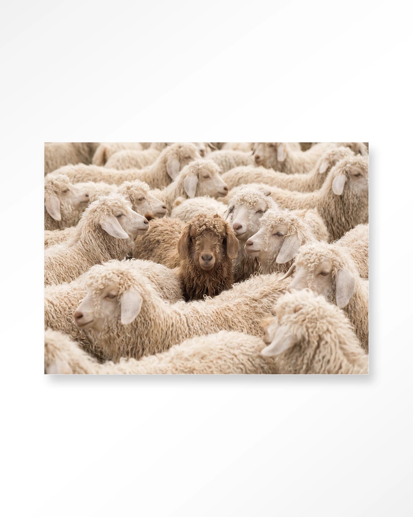 The Herd – Wandkleed