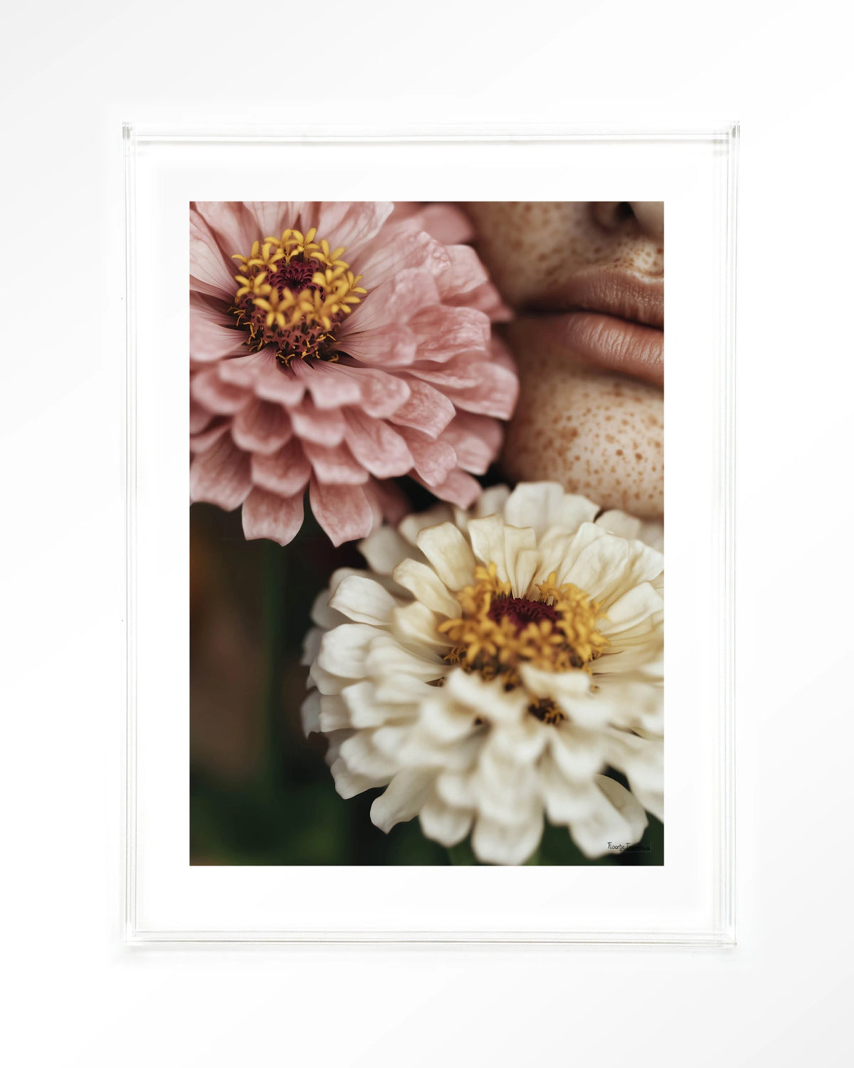 Zinnia – zinnia bloemen close-up – Art print – Acryl doorzichtig
