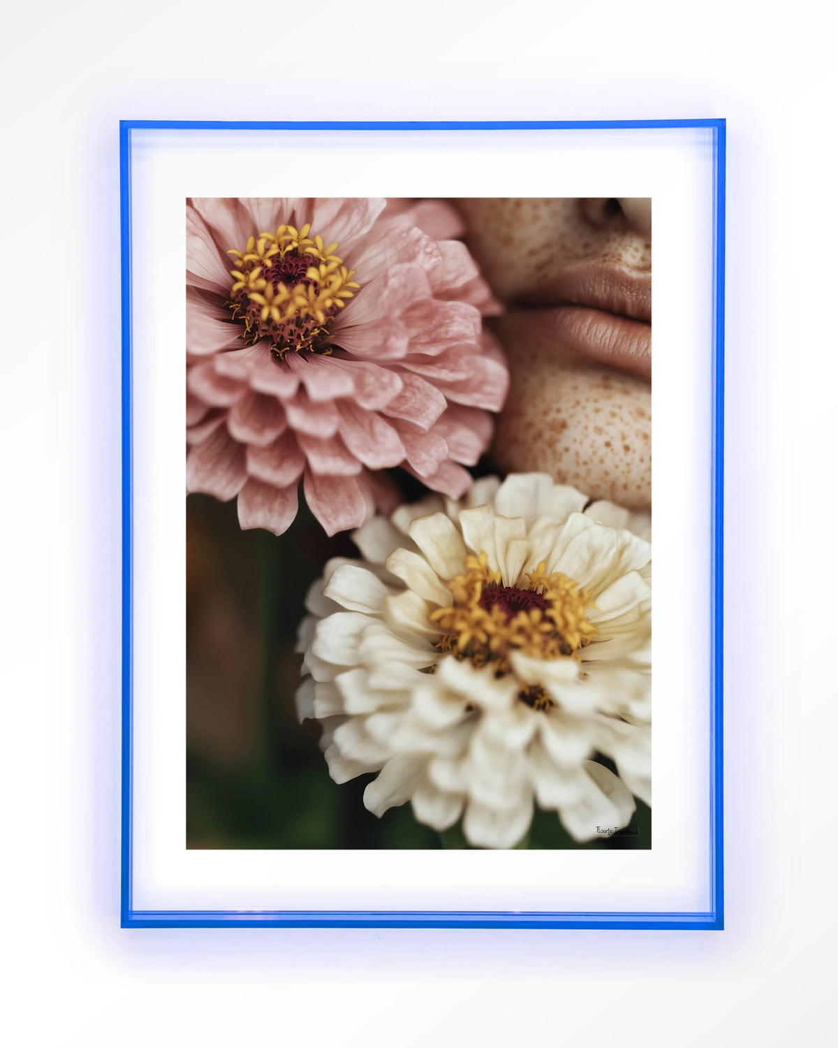 Zinnia – zinnia bloemen close-up – Art print – Acryl lichtblauw