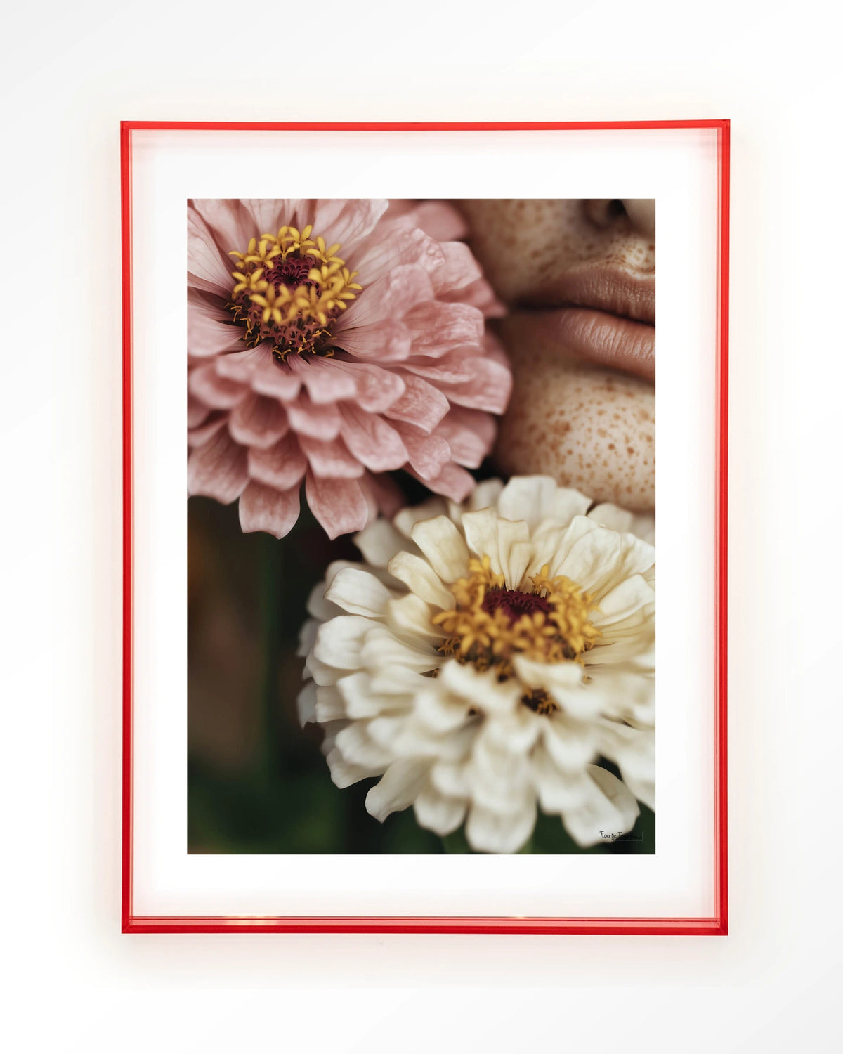 Zinnia – zinnia bloemen close-up – Art print – Acryl roze