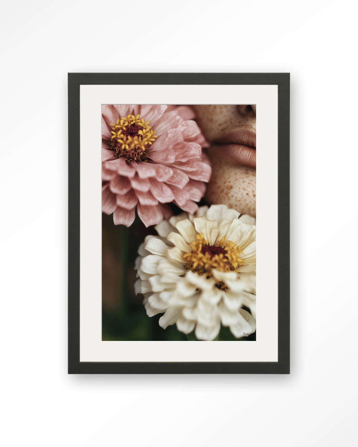 Zinnia – zinnia bloemen close-up – Art print – Hout zwart + passe-partout