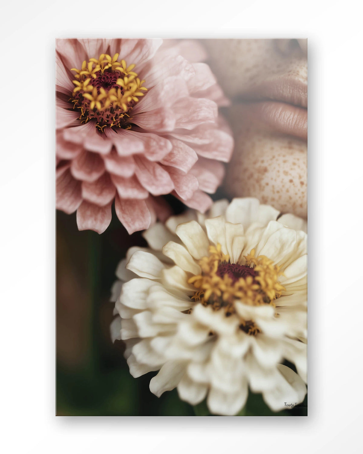 Zinnia – zinnia bloemen close-up – Glas – Blinde montage