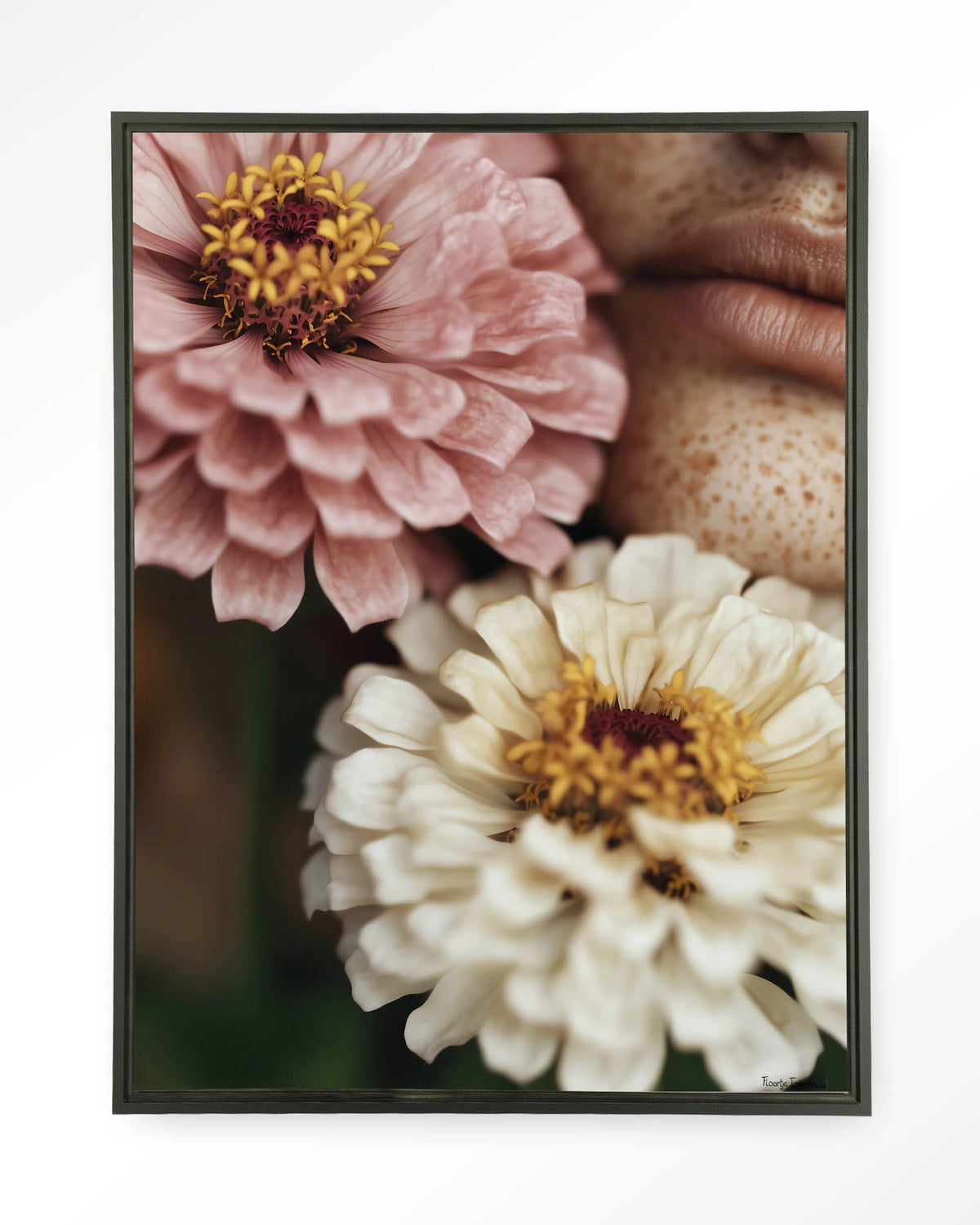 Zinnia – zinnia bloemen close-up – Wandkleed – Floating frame – zwart