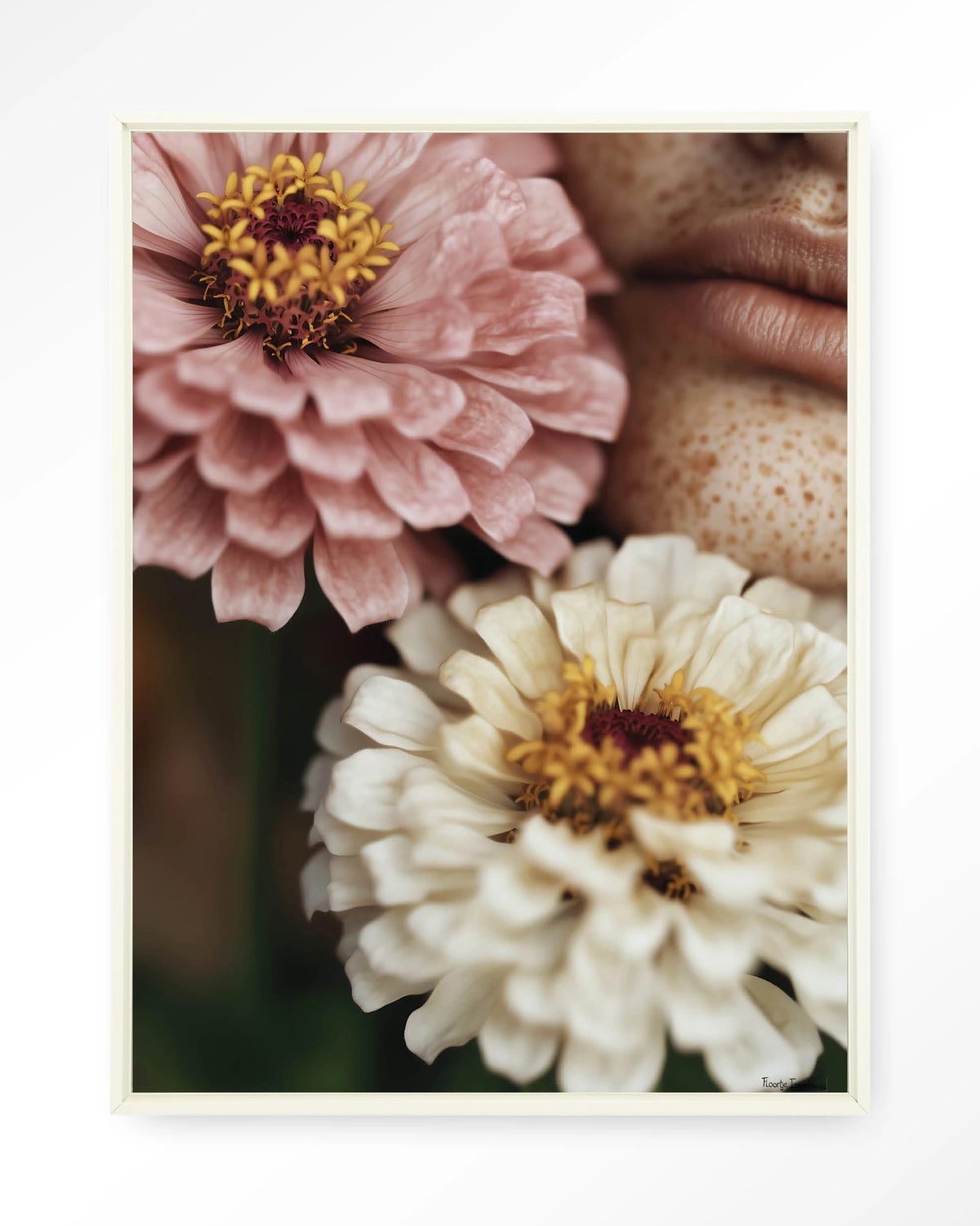 Zinnia – zinnia bloemen close-up – Wandkleed – Floating frame – wit