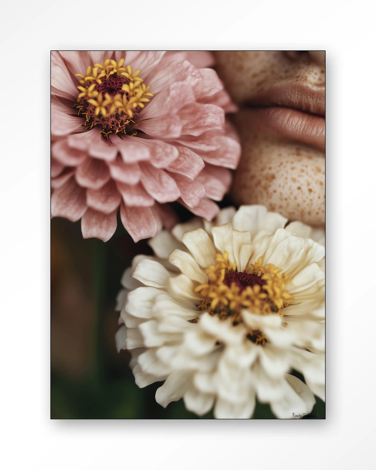 Zinnia – zinnia bloemen close-up – Wandkleed – Frame – zwart