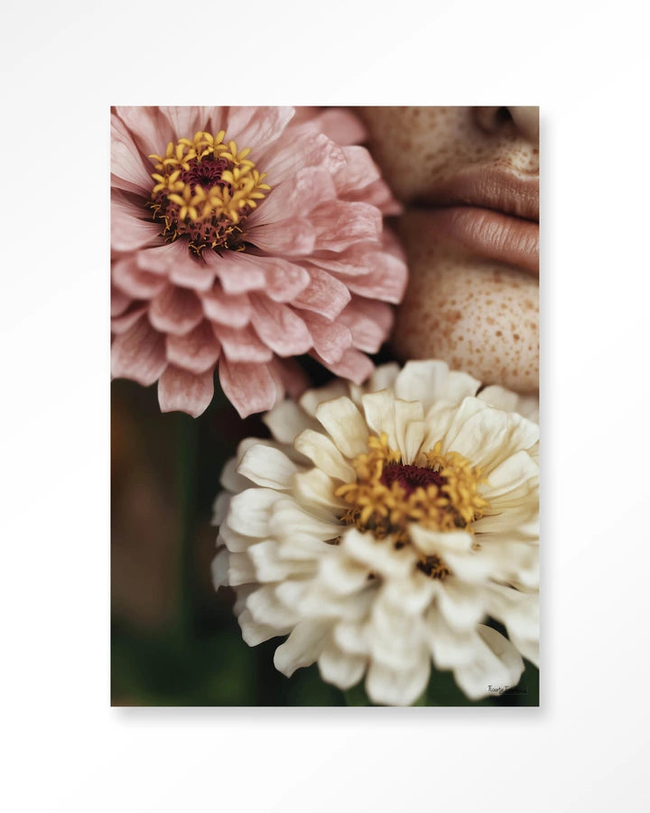 Zinnia